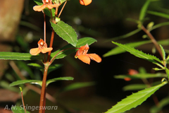 Impatiens raziana